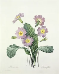 Primevère, gravé par Bessin, de 